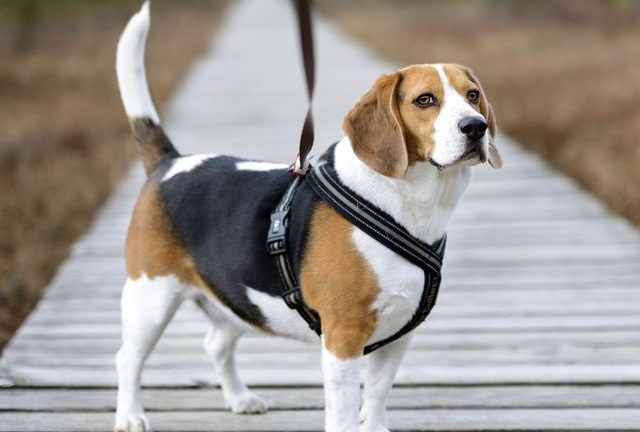 dog harness for runners