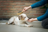 Dog Grooming Vacuums for Shedding, Nervous Pets and At-Home Coat Care
