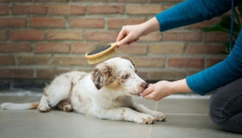 Dog Grooming Vacuums for Shedding, Nervous Pets and At-Home Coat Care
