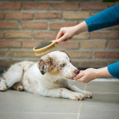 Dog Grooming Vacuums for Shedding, Nervous Pets and At-Home Coat Care