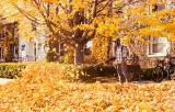 Best Cordless Leaf Blowers for Fall Cleanup, Small Yards and Heavy Leaves