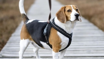 Best Dog Harness For Runners