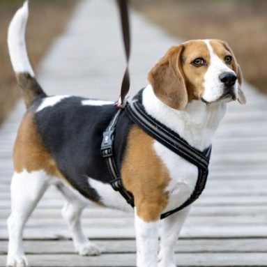 Best Dog Harness For Runners